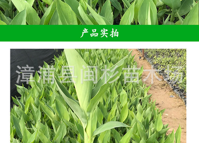 【美人蕉水生草本綠植地被袋苗批發 廠家直銷花卉盆栽園林綠化工程