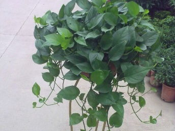 圖 專業承接公司植物租憑 植的租擺,私家花園 花架 成都鮮花綠植