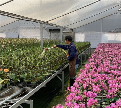 廣東多地取消迎春花市 年宵花產品銷售遇寒潮