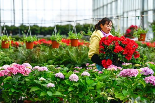 百里杜鵑 花卉產業開出 花樣經濟