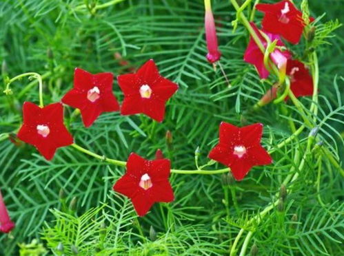 6月二十三日開始,家養此款花卉,開花量大 花期長