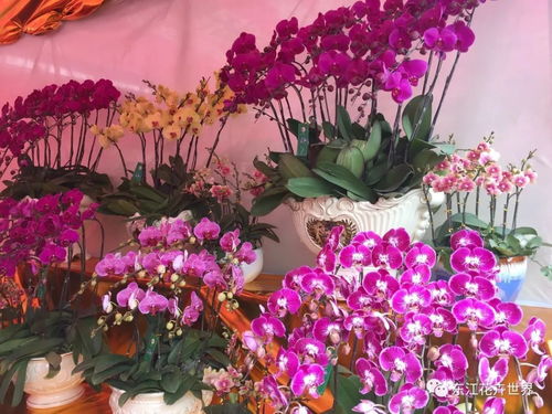 這樣花卉產(chǎn)品一應(yīng)俱全的市場,落戶在東莞 東城上橋