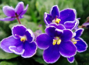 比花店還齊全的綠植花卉養(yǎng)殖方法,以后養(yǎng)花全靠它了,收藏