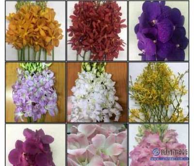 【蘭蘊(yùn)花卉進(jìn)口花;泰國洋蘭批發(fā);洋蘭白蘭萬代蘭批發(fā);泰國蘭花】呈貢花花草草花卉經(jīng)營部 - 產(chǎn)品庫