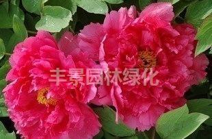 盆栽花卉 精品牡丹 大紅寶珠→內實物圖選購2年苗